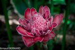 DSC_7750.jpg