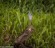 DSC_7344.jpg