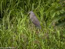 DSC_7345.jpg