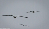 DSC_5116.jpg