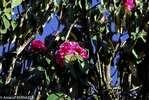 DSC_0909.jpg
