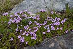 DSC_7905.jpg