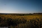 DSC_1567.jpg