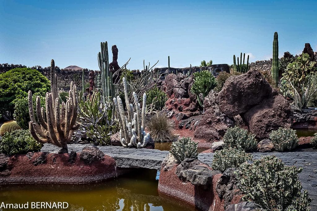 Jardin de cactus