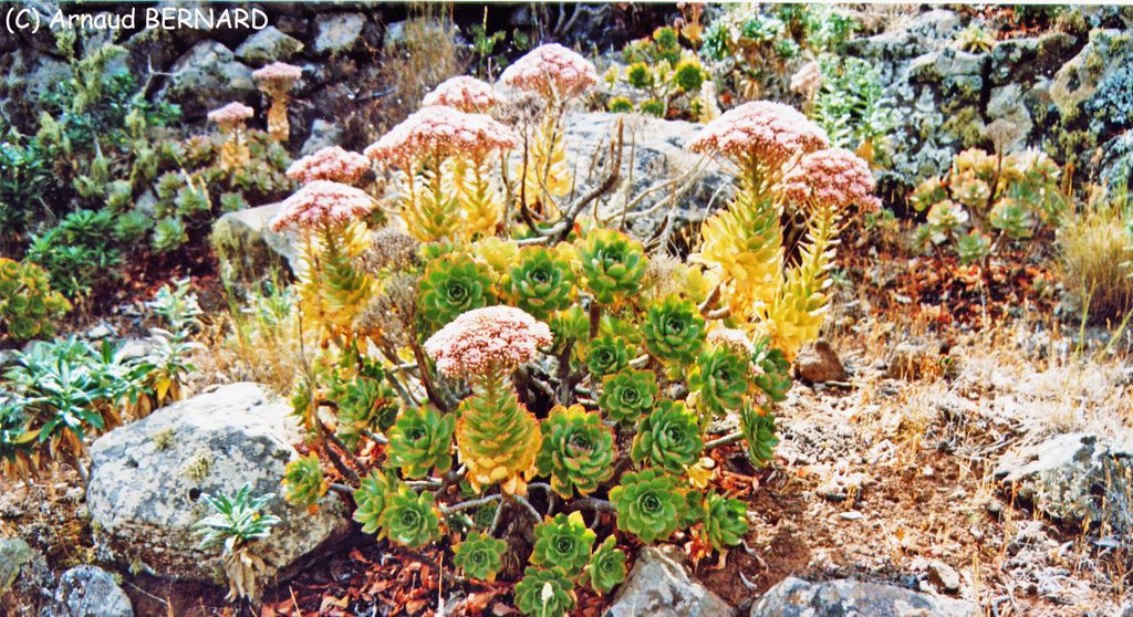 Plantes grasses